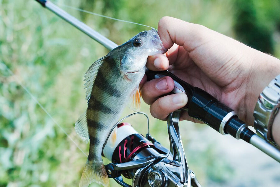 Pescuit la Stiuca in zona Canalului Perisor