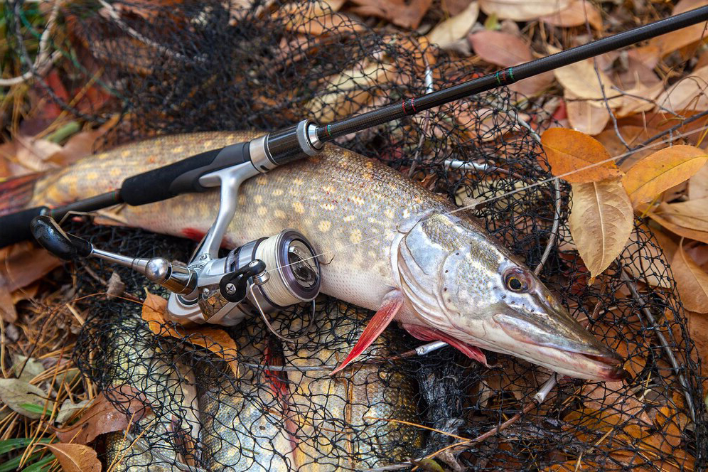 Pescuit la Stiuca pe Lacurile - Uzlina, Isac, Isaccel, Pojarna