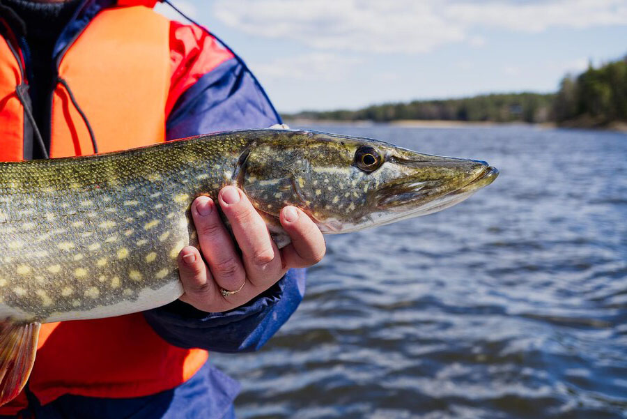 Pescuit la Stiuca pe lacul Baclanesti