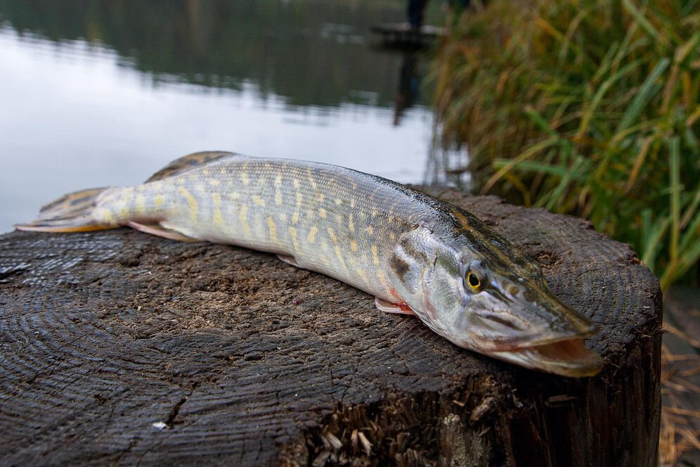 Pescuit la Stiuca pe lacul Bogdaproste