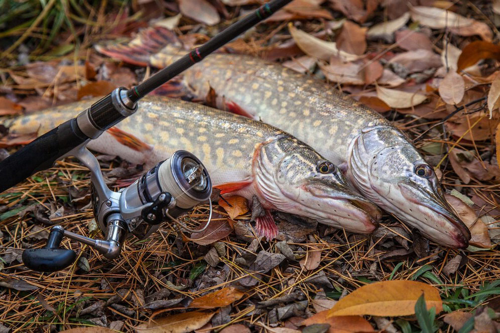 Pescuit la Stiuca pe lacul Cuibida