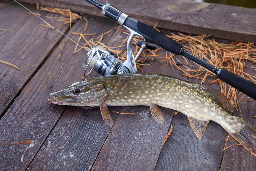 Pescuit la Stiuca pe lacul Dranov