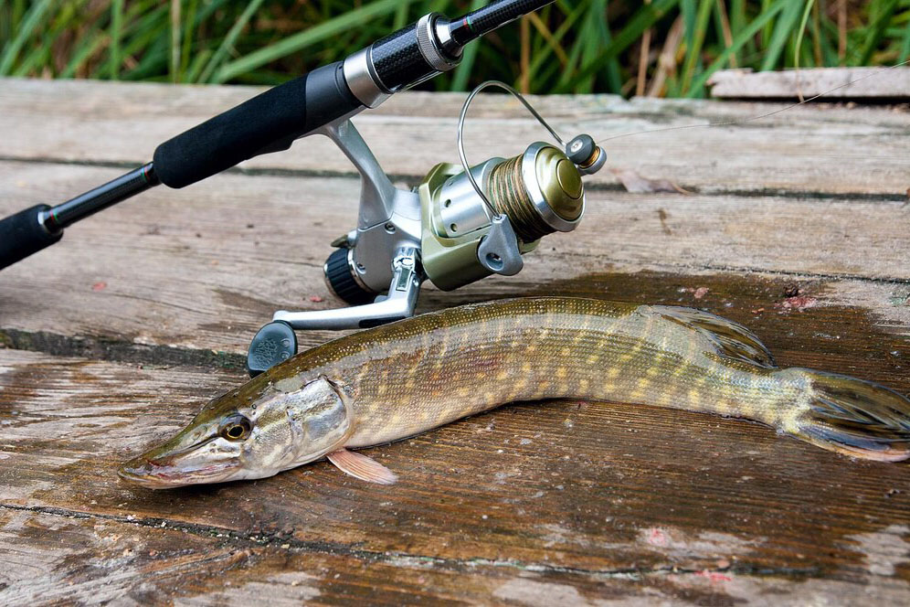 Pescuit la Stiuca pe lacul Iacob