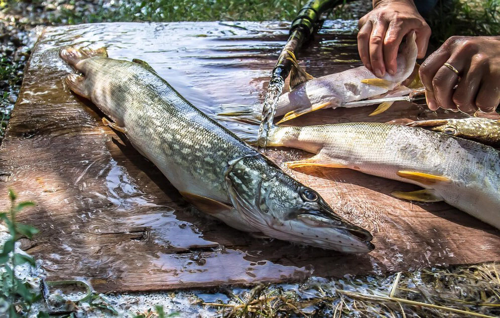 Pescuit la Stiuca pe lacul Ligheanca