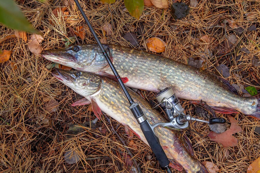Pescuit la Stiuca pe lacul Rădăcinos